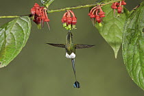 Booted Racket-tail (Ocreatus underwoodii) hummingbird feeding on flower nectar, Ecuador
