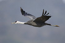 Hooded Crane (Grus monacha) flying, Kyushu, Japan