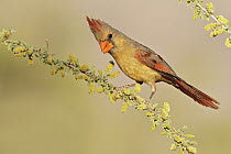 Northern Cardinal (Cardinalis cardinalis) female, southern Arizona