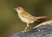 Rufous-tailed Scrub Robin (Cercotrichas galactotes), Portugal