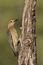 Gila Woodpecker (Melanerpes uropygialis), southern Arizona