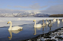Whooper Swan (Cygnus cygnus) group swimming along shore, Hokkaido, Japan