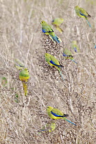 Blue-winged Parrot (Neophema chrysostoma) males and female, Victoria, Australia