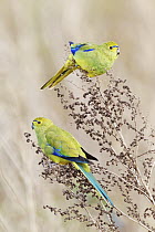 Blue-winged Parrot (Neophema chrysostoma) males, Victoria, Australia