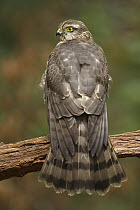 Eurasian Sparrowhawk (Accipiter nisus), Netherlands
