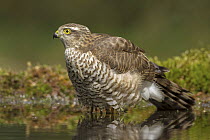 Eurasian Sparrowhawk (Accipiter nisus) in water, Netherlands