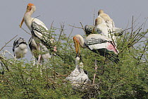Painted Stork (Mycteria leucocephala) feeding chicks on nest, India