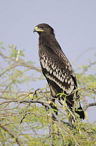 Greater Spotted Eagle (Aquila clanga) sub-adult, India