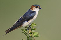 Red-rumped Swallow (Cecropis daurica), India
