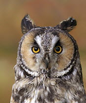 Long-eared Owl (Asio otus), Saskatchewan, Canada