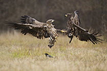 White-tailed Eagle (Haliaeetus albicilla) pair fighting, Poland