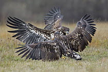 White-tailed Eagle (Haliaeetus albicilla) juveniles fighting, Poland