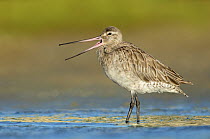 Bar-tailed Godwit (Limosa lapponica) calling, Queensland, Australia