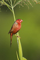 Crimson Finch (Neochmia phaeton) male, Queensland, Australia