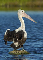 Australian Pelican (Pelecanus conspicillatus), Victoria, Australia