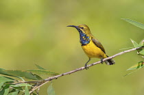 Olive-backed Sunbird (Cinnyris jugularis) male, Queensland, Australia