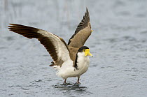 Masked Lapwing (Vanellus miles) flapping wings, Victoria, Australia