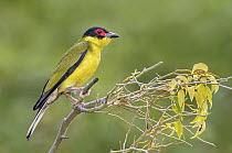 Australasian Figbird (Sphecotheres vieilloti), Queensland, Australia