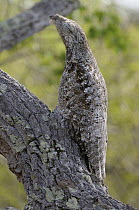 Great Potoo (Nyctibius grandis) camouflaged on branch, Pantanal, Brazil