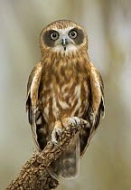 Morepork (Ninox novaeseelandiae) owl, Northern Territory, Australia