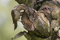 Eurasian Wryneck (Jynx torquilla) parent feeding chicks in nest cavity, Germany