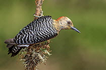 Hoffmann's Woodpecker (Melanerpes hoffmannii) juvenile, Costa Rica