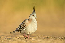 Crested Pigeon (Ocyphaps lophotes), Northern Territory, Australia