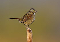 Swamp Sparrow (Melospiza georgiana), Ohio