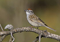 Chipping Sparrow (Spizella passerina), Manitoba, Canada