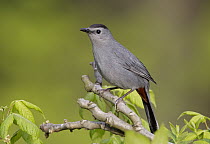 Gray Catbird (Dumetella carolinensis), Ohio