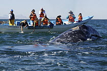 Gray Whale (Eschrichtius robustus) and whale watchers in small boat, San Ignacio Lagoon, Baja California, Mexico