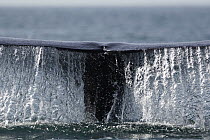 Gray Whale (Eschrichtius robustus) tail shown while diving, San Ignacio Lagoon, Baja California, Mexico
