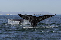 Gray Whale (Eschrichtius robustus) pair raising tails while diving, San Ignacio Lagoon, Baja California, Mexico