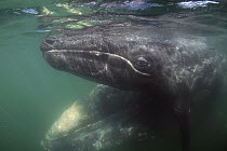 Gray Whale (Eschrichtius robustus) mother and calf, San Ignacio Lagoon, Baja California, Mexico