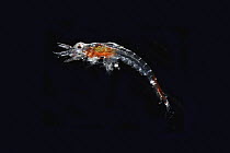 Antarctic Krill (Euphausia superba) at young stage