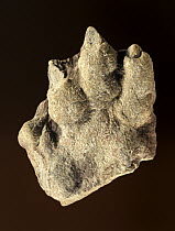Hand-beast (Chirotherium barthii), a trace fossil from the early Triassic, Montseny Natural Park, Catalonia, Spain