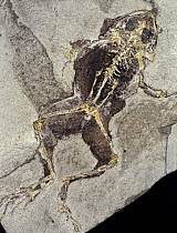 Frog (Rana pueyoi) fossil species from the early Miocene of Spain