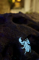 Scorpion (Euscorpius flavicaudis) fluorescent under ultraviolet light, Cap de Creus, Catalonia, Spain