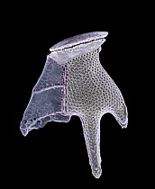 Dinoflagellate (Dinophysis sp) shell magnified 350x under electron microscope, Mediterranean Sea, Barcelona, Spain
