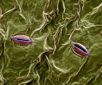 Pothos (Epipremnum aureum) stoma magnified over 2000x