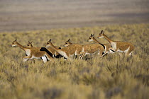Vicuna (Vicugna vicugna) herd running through grassland, Salinas and Aguada Blanca National Reservation, Peru