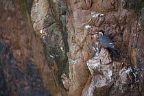 Inca Tern (Larosterna inca)roosting on cliff, Paracas National Reserve, Peru