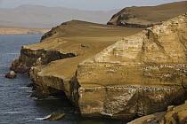 Seabird breeding colony on cliff face, Paracas National Reserve, Peru