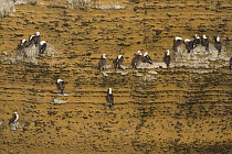 Peruvian Booby (Sula variegata) group roosting on cliff face, Paracas National Reserve, Peru