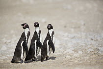 Humboldt Penguin (Spheniscus humboldti), Punta San Juan Reserve, Peru