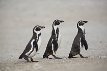 Humboldt Penguin (Spheniscus humboldti) trio walking, Punta San Juan Reserve, Peru