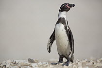 Humboldt Penguin (Spheniscus humboldti), Punta San Juan Reserve, Peru
