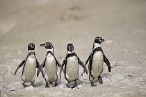 Humboldt Penguin (Spheniscus humboldti) group, Punta San Juan Reserve, Peru