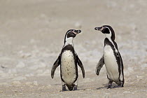 Humboldt Penguin (Spheniscus humboldti) pair, Punta San Juan Reserve, Peru