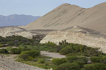 Vegetated watercourse, San Fernando Reserve, Peru